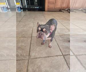 Mother of the French Bulldog puppies born on 04/15/2025