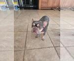 Small Photo #1 French Bulldog Puppy For Sale in SACRAMENTO, CA, USA