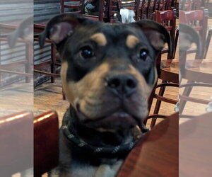 Rottweiler-Unknown Mix Dogs for adoption in Hillsboro, NH, USA