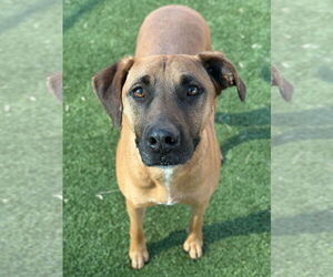 Mutt Dogs for adoption in Woodbury, NY, USA