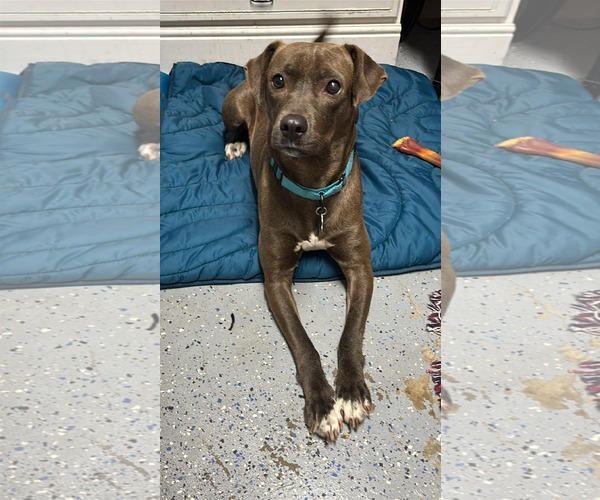 Medium Photo #14 American Pit Bull Terrier-Labrador Retriever Mix Puppy For Sale in Holly Springs, NC, USA