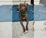 Small #13 American Pit Bull Terrier-Labrador Retriever Mix