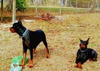 Small Photo #14 Doberman Pinscher Puppy For Sale in HIGH SPRINGS, FL, USA