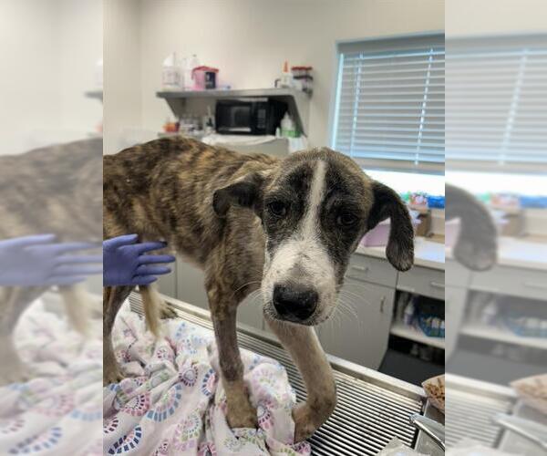 Medium Photo #1 Black Mouth Cur-Unknown Mix Puppy For Sale in Rosenberg, TX, USA