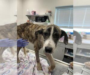 Black Mouth Cur-Unknown Mix Dogs for adoption in Rosenberg, TX, USA