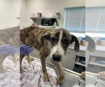 Small Black Mouth Cur Mix