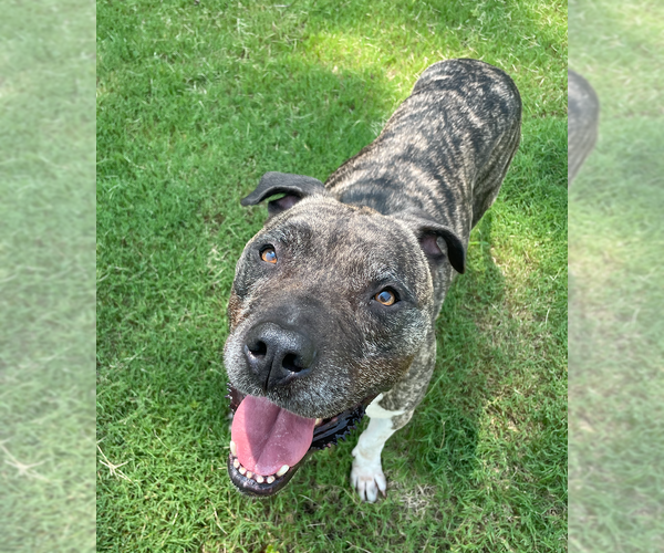 Medium Photo #11 Mastiff-Staffordshire Bull Terrier Mix Puppy For Sale in Decatur, GA, USA