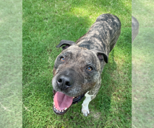 Hector *FOSTER NEEDED TOO! - Male Mastiff-Staffordshire Bull Terrier Mix Dog for Adoption - Photo #11