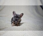 Small Photo #3 French Bulldog Puppy For Sale in DEERFIELD BEACH, FL, USA