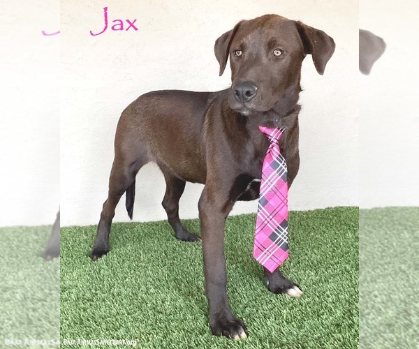 Medium Photo #8 Chocolate Labrador retriever-Weimaraner Mix Puppy For Sale in San Diego, CA, USA