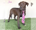 Small #7 Chocolate Labrador retriever-Weimaraner Mix