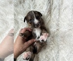 Small #70 Bernedoodle