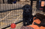 Small Photo #8 Labrador Retriever Puppy For Sale in MERRIAM, KS, USA