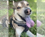 Small Photo #2 Chow Chow-Siberian Husky Mix Puppy For Sale in Miami, FL, USA