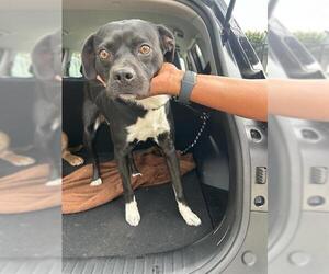 Mutt Dogs for adoption in Stockton, CA, USA