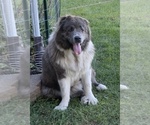 Small Photo #7 Caucasian Shepherd Dog Puppy For Sale in TWINING, MI, USA