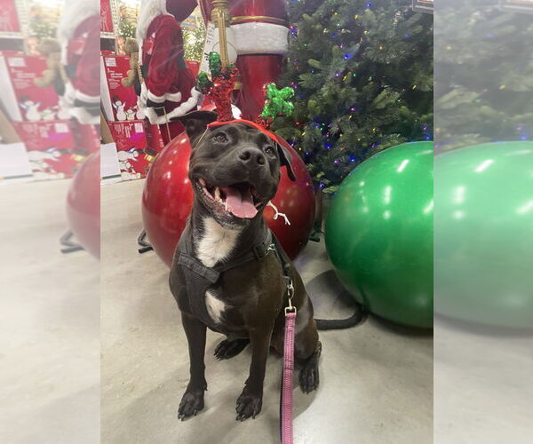 Medium Photo #1 Rottweiler-American Pit Bull Terrier Puppy For Sale in St. Augustine, FL, USA