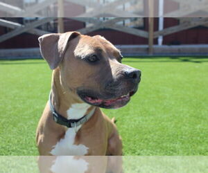 Saint - Male Mutt Dog for Adoption - Photo #3