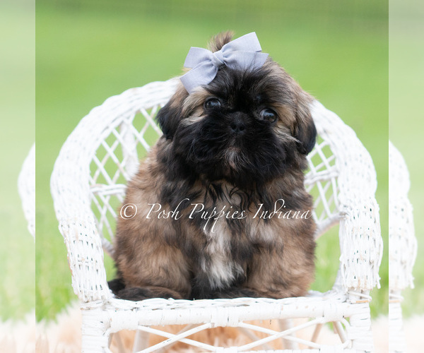 Medium Photo #21 Shih Tzu Puppy For Sale in WARSAW, IN, USA