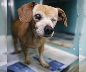 Chihuahua-Unknown Mix Dogs for adoption in San Antonio, TX, USA