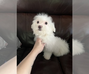 Maltese Puppy for sale in LOWELL, MA, USA