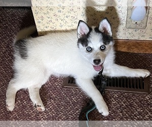 Pomsky Puppy for sale in GALION, OH, USA