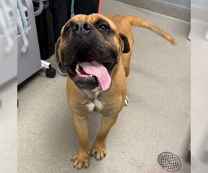 American Bulldog-Unknown Mix Dogs for adoption in Las Vegas, NV, USA