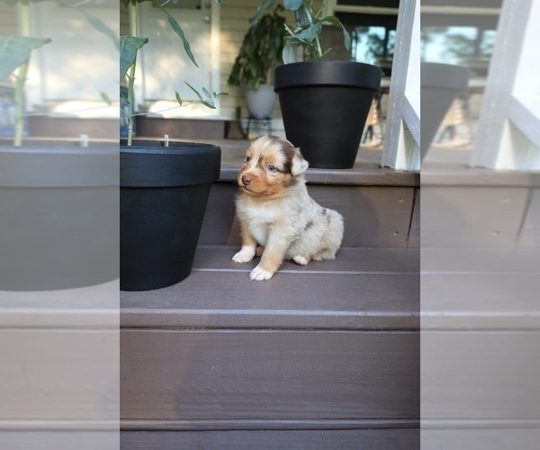 Medium Photo #3 Miniature Australian Shepherd Puppy For Sale in DAWSON, GA, USA