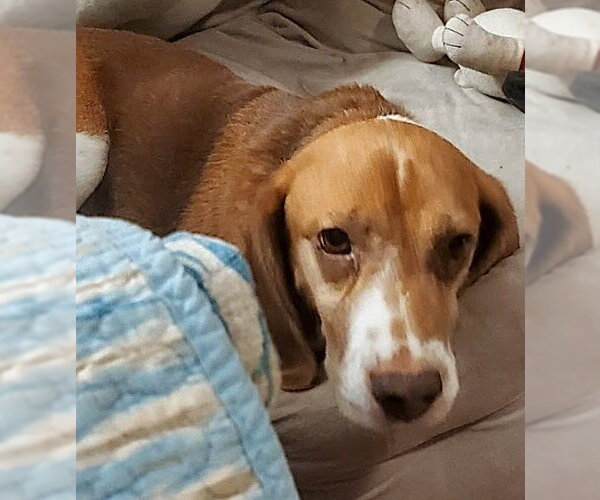 Medium Photo #5 Beagle Puppy For Sale in Dunnellon, FL, USA