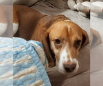 Small #4 Beagle