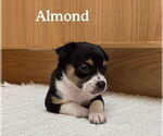 Small Boston Huahua
