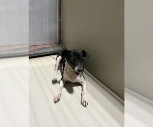 Chihuahua Dogs for adoption in Bakersfield, CA, USA