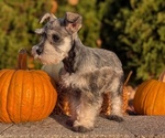 Small Photo #32 Schnauzer (Miniature) Puppy For Sale in GOSHEN, IN, USA