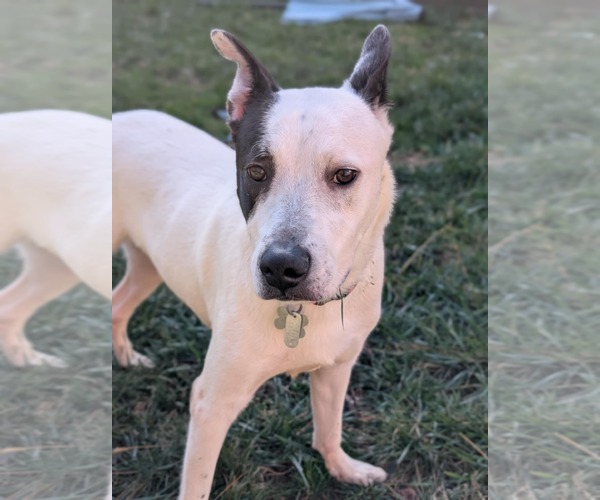 Medium Photo #3 Mutt Puppy For Sale in Holly Springs, NC, USA