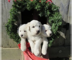 Great Pyrenees Puppy for sale in WILLIAMSTOWN, KY, USA
