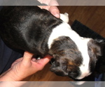 Small Photo #7 Boston Terrier Puppy For Sale in MCMINNVILLE, OR, USA
