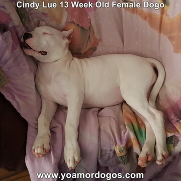 Medium Photo #193 Dogo Argentino Puppy For Sale in PINEVILLE, MO, USA