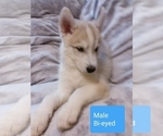 Small Photo #3 Siberian Husky Puppy For Sale in RINGGOLD, GA, USA