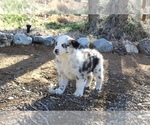 Puppy Topaz Australian Shepherd