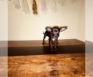 Chihuahua Puppy for sale in FEDERAL WAY, WA, USA