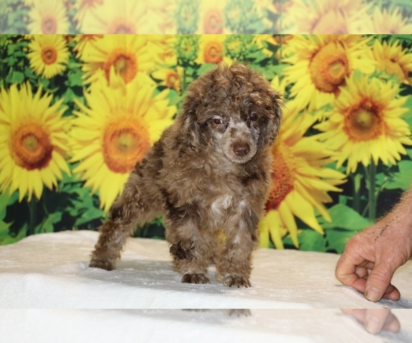 Medium Photo #13 Poodle (Toy) Puppy For Sale in DYERSBURG, TN, USA