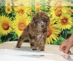 Maurice - Male Poodle (Toy) Puppy for Sale - Photo #13
