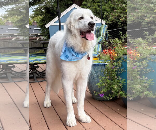 Medium Photo #6 Great Pyrenees Puppy For Sale in Spring, TX, USA