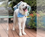 Small #5 Great Pyrenees
