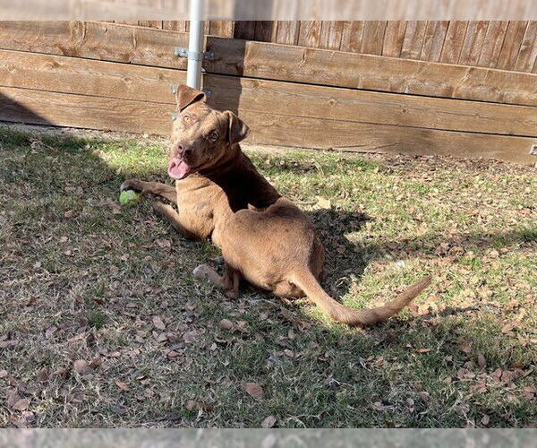 Medium Photo #2 Catahoula Leopard Dog-Unknown Mix Puppy For Sale in Plano, TX, USA