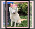 Small #1 Siberian Husky