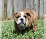 Small #13 Bulldog