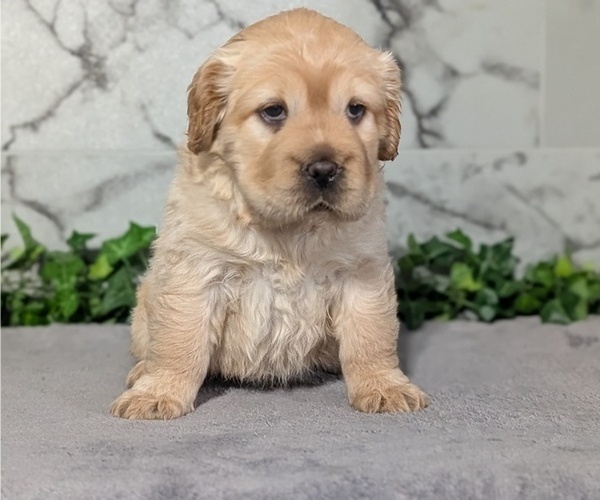 Medium Photo #10 Cocker-Pei Puppy For Sale in GOSHEN, IN, USA