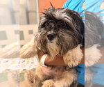 Small #1 Maltese