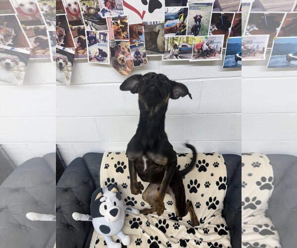 Medium Photo #3 Min Pin Dobe Puppy For Sale in York, SC, USA
